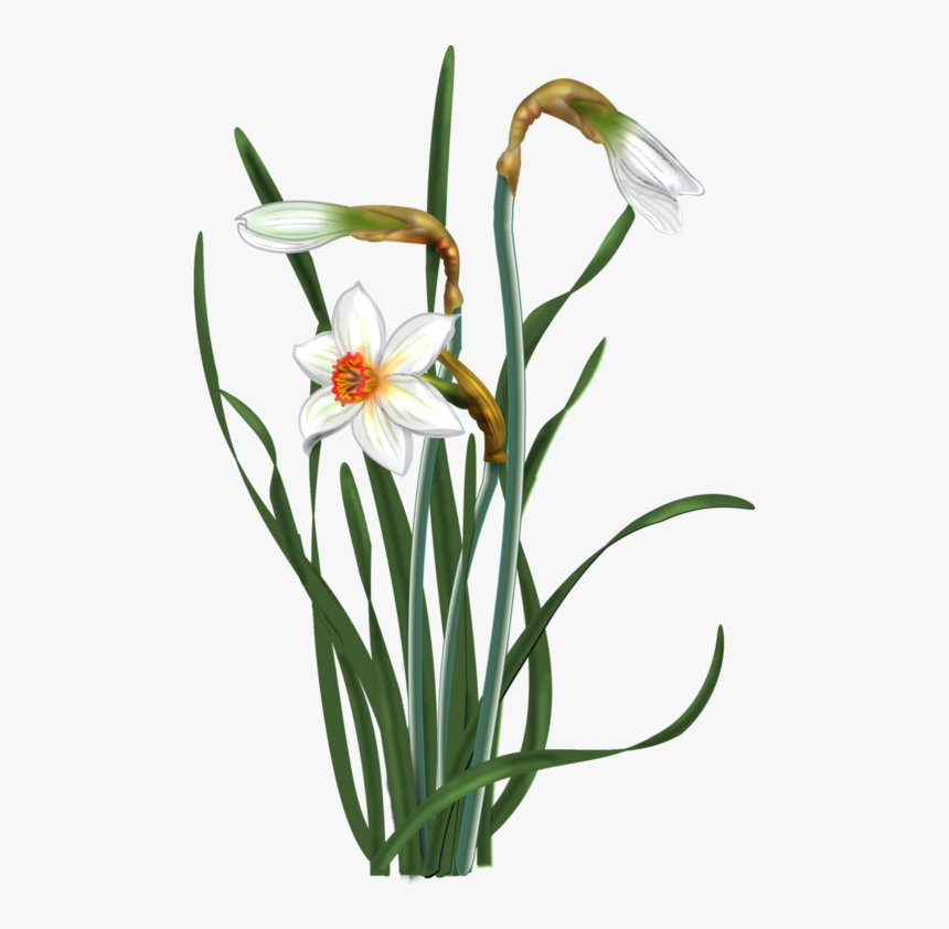 Disk Botanical Flowers, Flower Patterns, Daffodils, - Watercolor Painting, HD Png Download, Free Download
