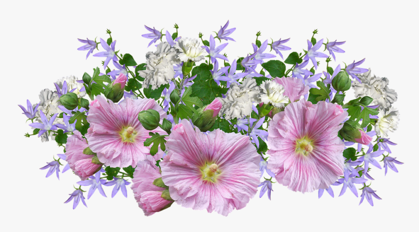 Dianthus, HD Png Download, Free Download