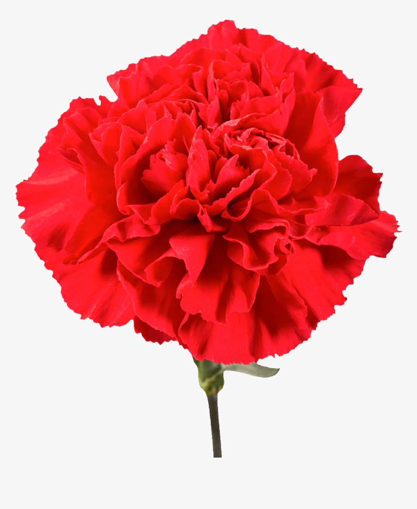 Red Carnation Single Flower, HD Png Download, Free Download