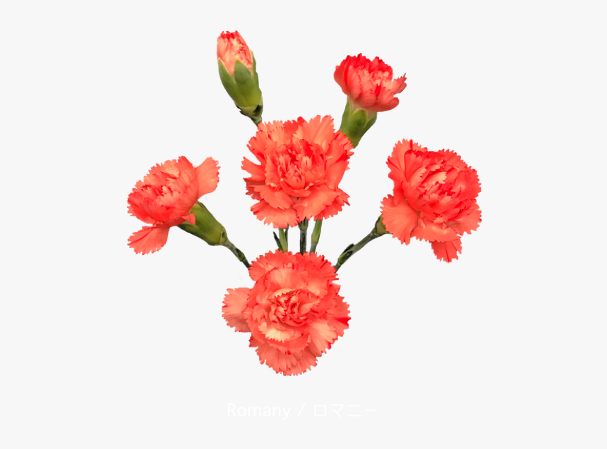 Colibri Flowers Minicarnation Romany, Grower Of Carnations, - Carnation, HD Png Download, Free Download