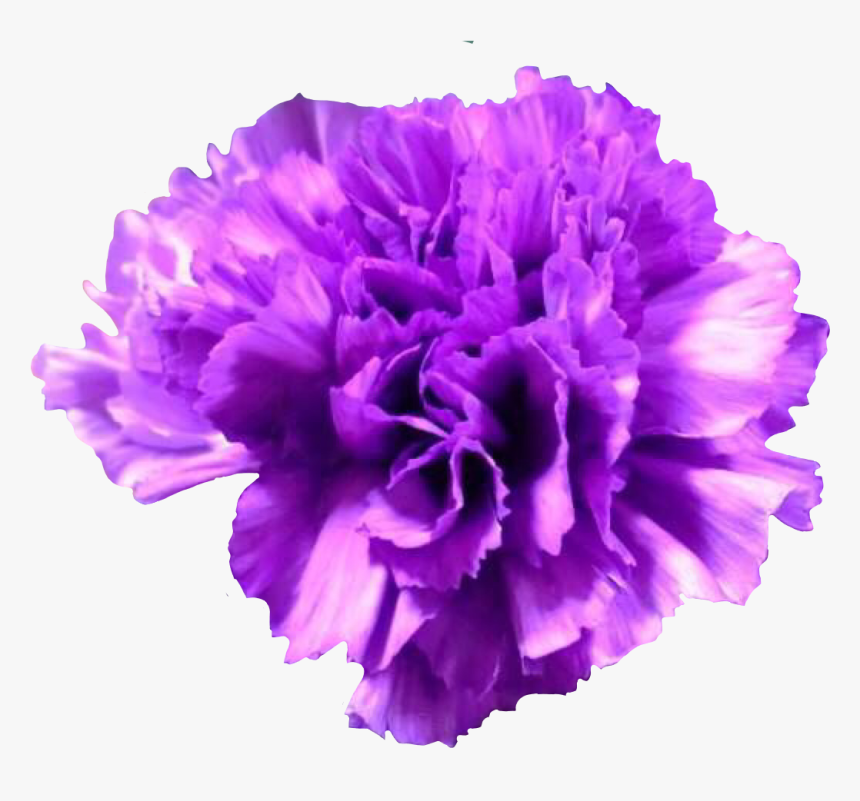 #flower #flowers #carnation #carnations #freetoedit - Purple Carnation Flower, HD Png Download, Free Download