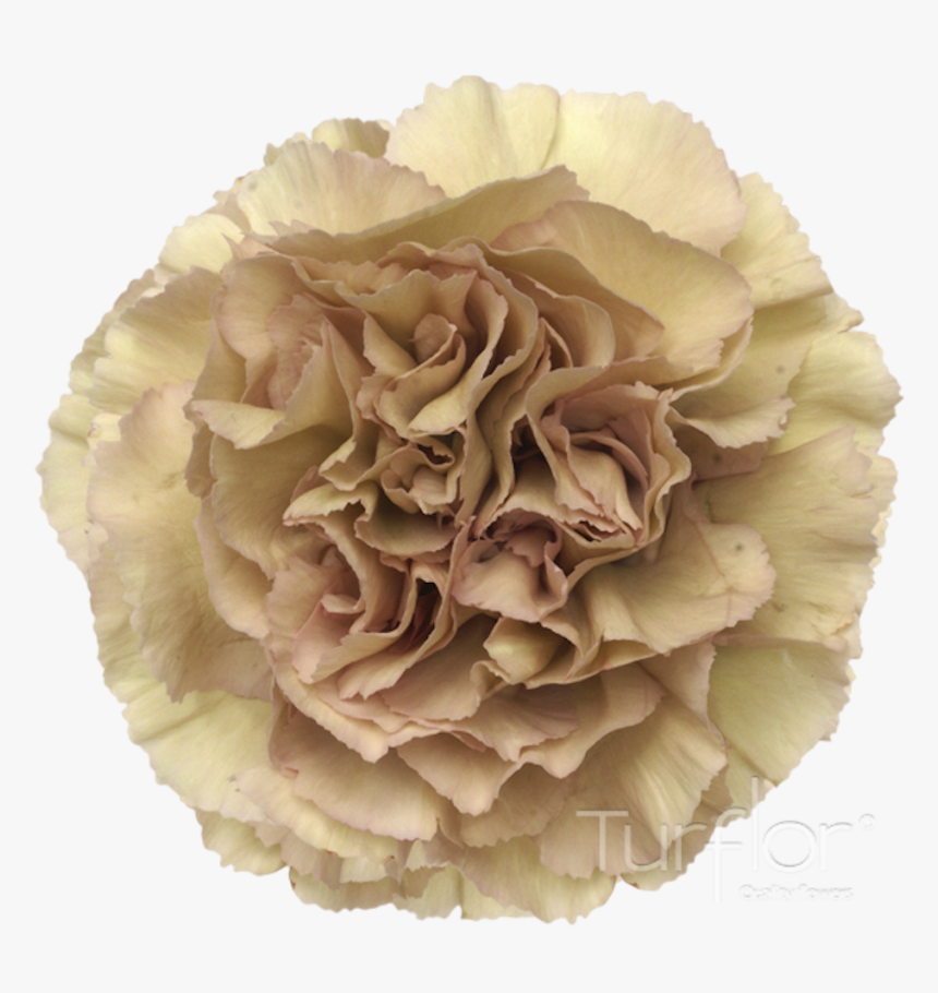 Carnation, HD Png Download, Free Download