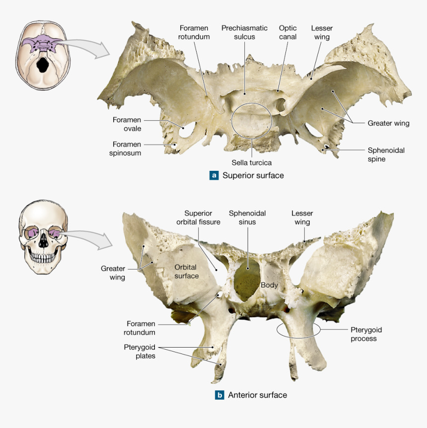 Prechiasmatic Sulcus Of Sphenoid, HD Png Download, Free Download