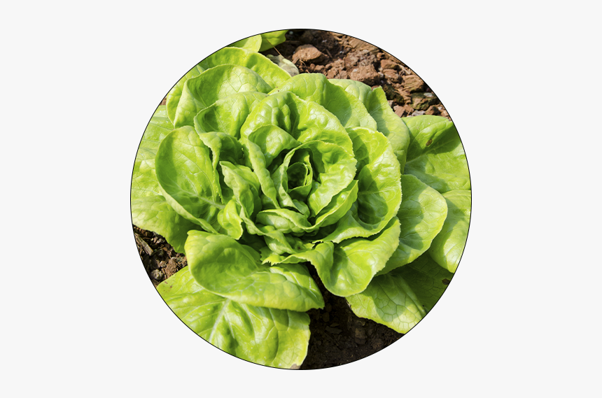 Chard, HD Png Download, Free Download