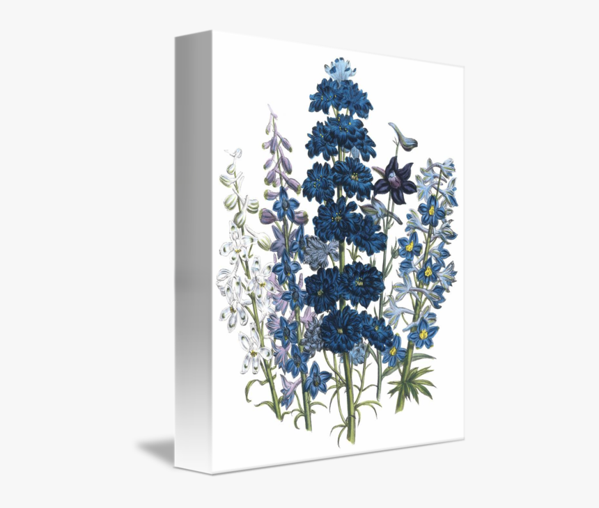 Transparent Columbine Clipart - Delphinium Botanical Illustration, HD Png Download, Free Download