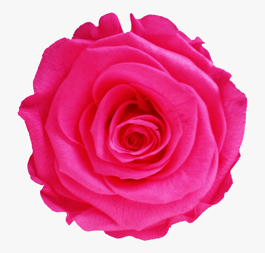 Floribunda, HD Png Download, Free Download
