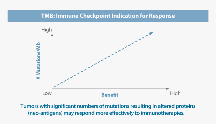 Tumor Mutational Burden Tmb, HD Png Download, Free Download