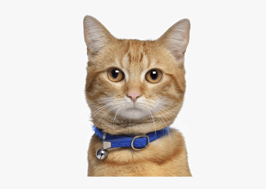 Orange Manx Cats, HD Png Download, Free Download