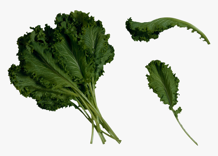 Salad Clipart Png - Kale Clipart Transparent, Png Download, Free Download