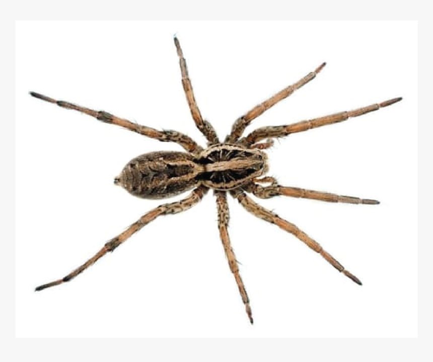 Wolf Spider Rita, HD Png Download, Free Download