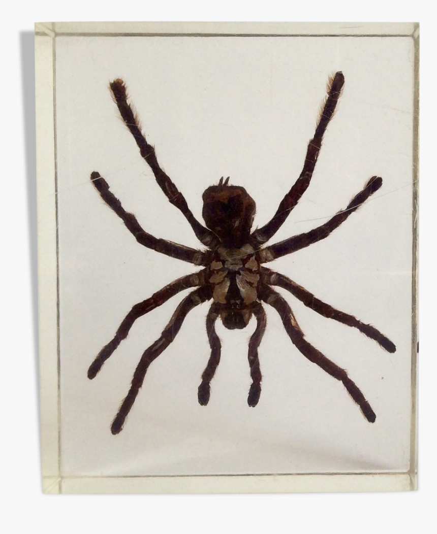 Spider Under Resin"
 Src="https - Araignee Sous Resine, HD Png Download, Free Download