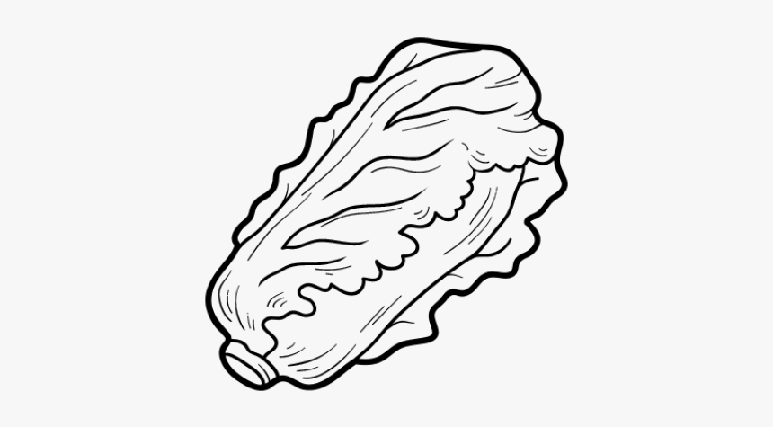 Lettuce Clipart Black And White, HD Png Download, Free Download