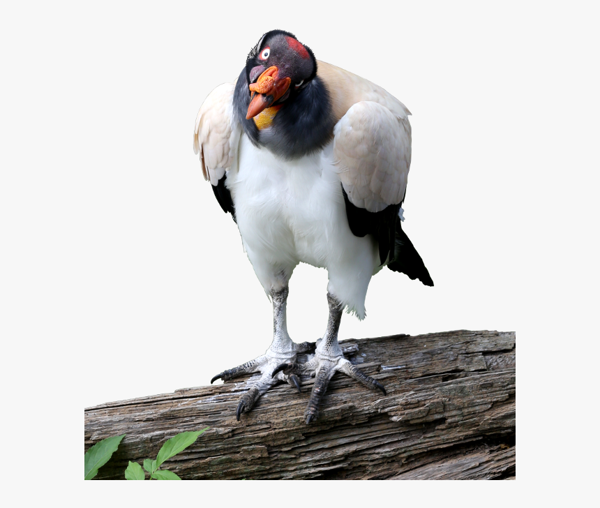 King Vulture Cutout Image - King Vulture Png, Transparent Png, Free Download