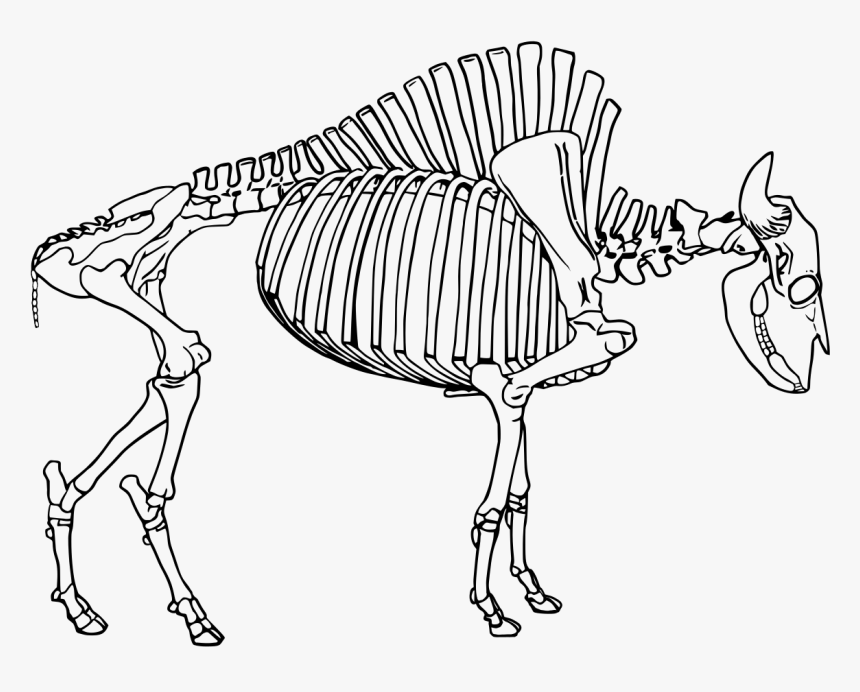 File - Bison Skeleton - Svg - Skeleton Of A Bison, HD Png Download, Free Download