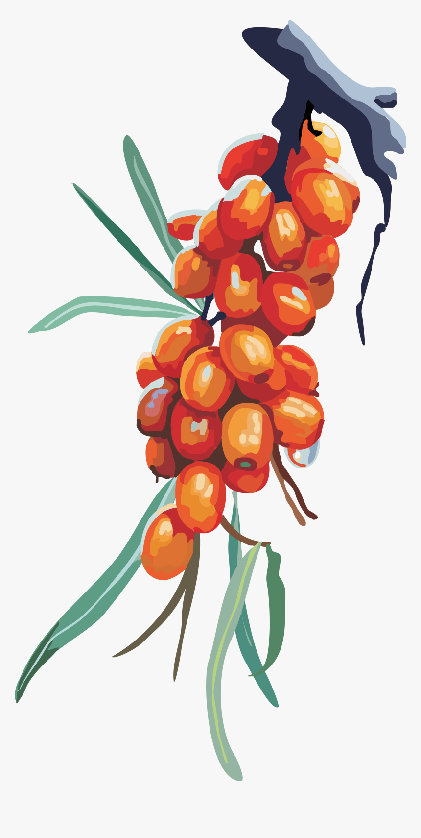 Sea Buckthorn Png - Hippophae Clipart, Transparent Png, Free Download