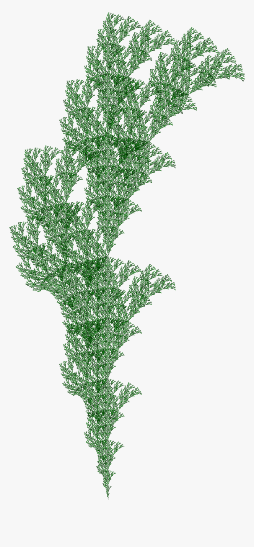 Fractal Plant 4 - Pond Pine, HD Png Download, Free Download