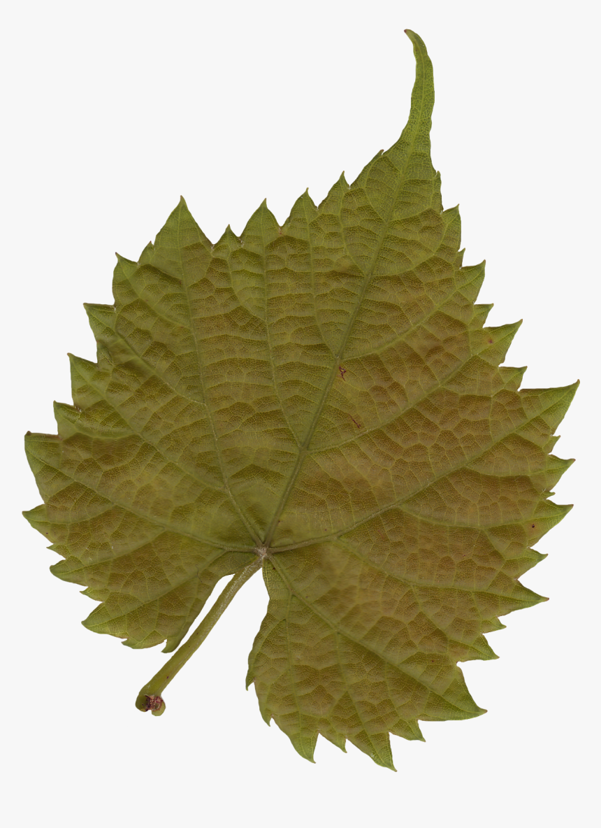 Plant Textures Leaf 03 Png Liberated Pixel Cup - Transparent Leaf Texture, Png Download, Free Download