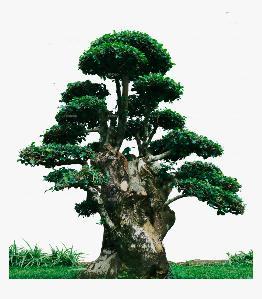 Bonsai Tree Png, Transparent Png, Free Download