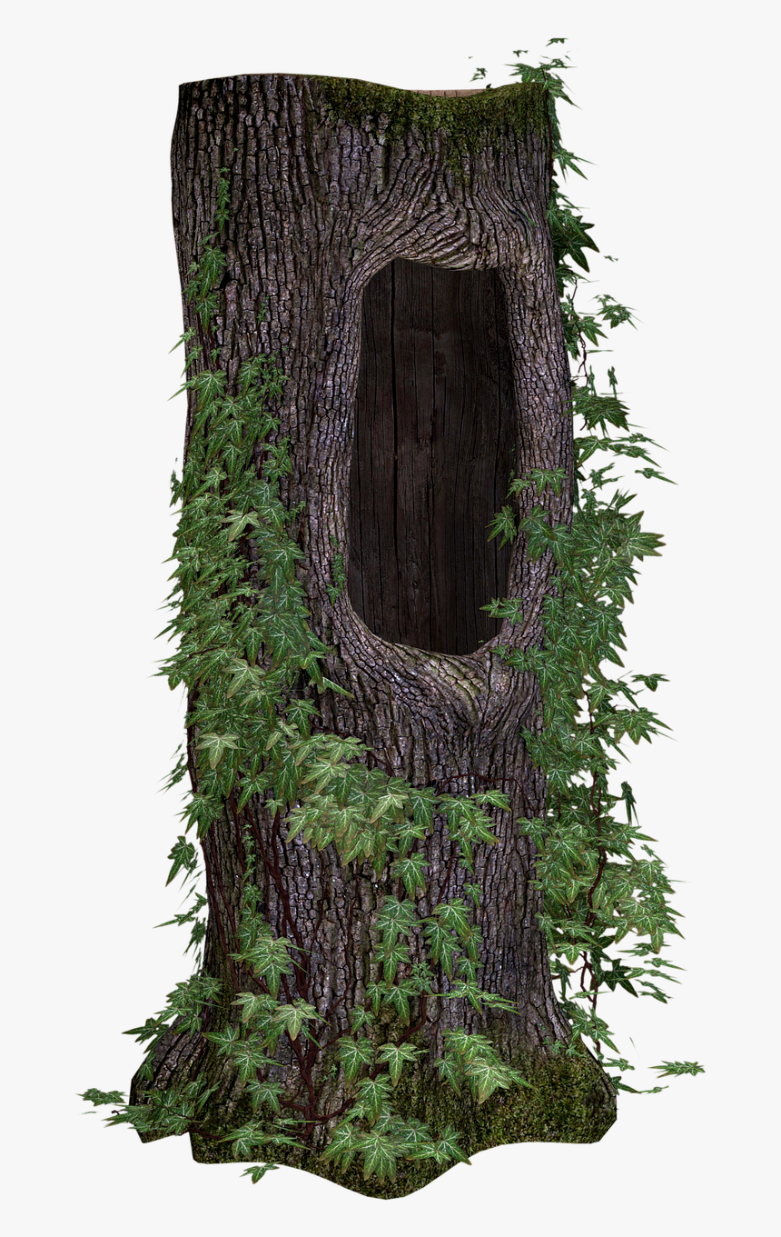 Tree Trunk Tree Ivy Free Picture - Tree Trunk Png, Transparent Png, Free Download