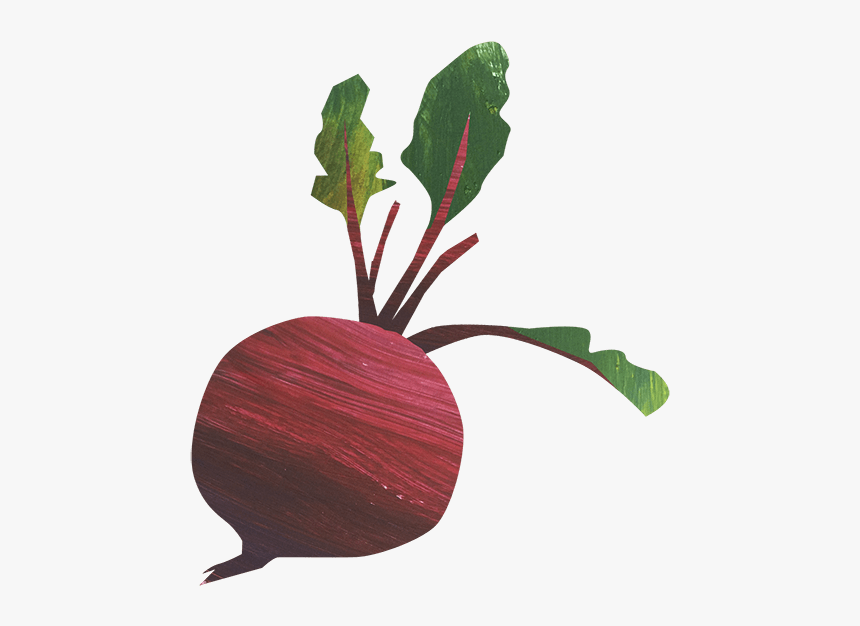 Beet Drawing Transparent, HD Png Download, Free Download