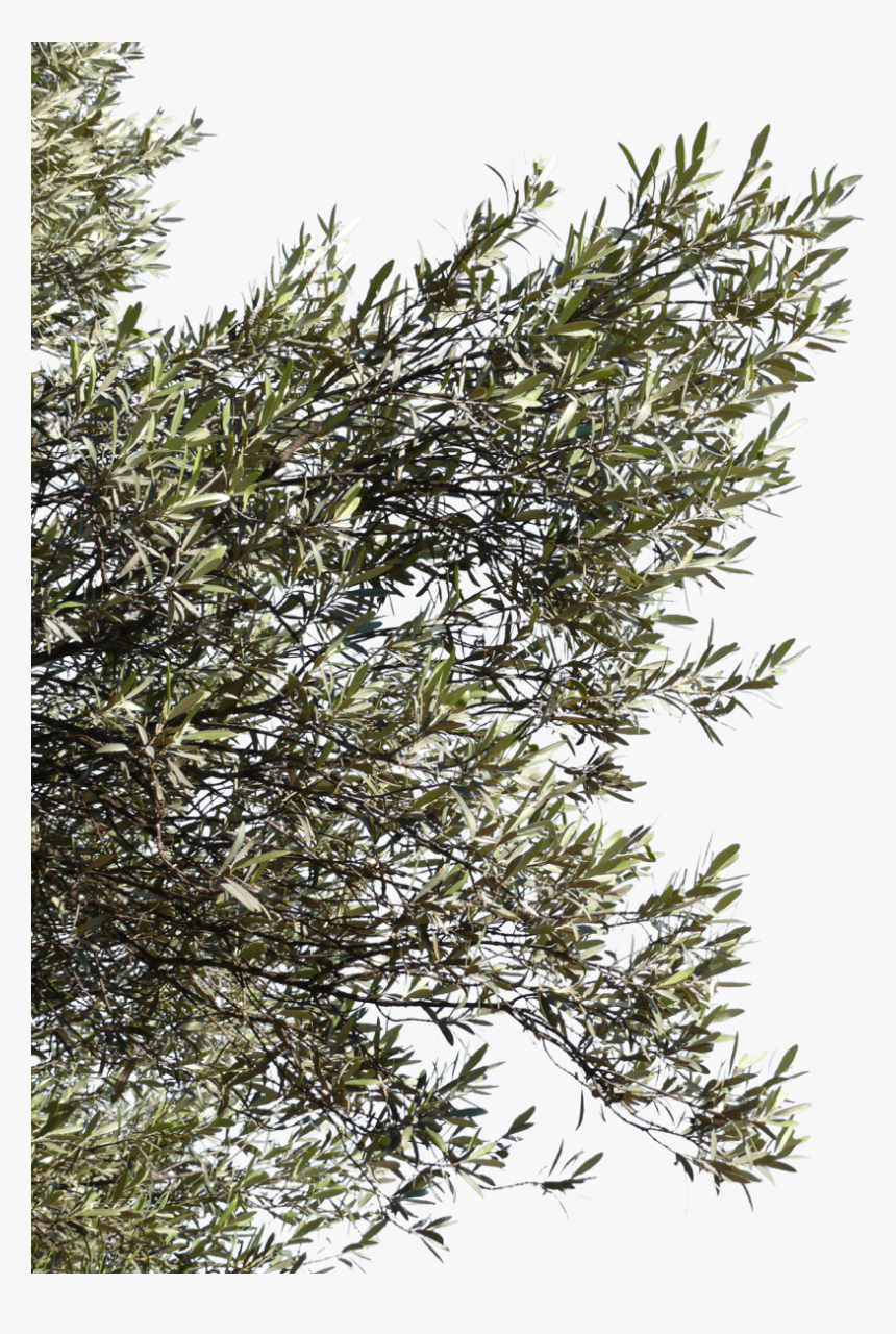 2 Kbytes, V - Olive Tree Branch Png, Transparent Png, Free Download