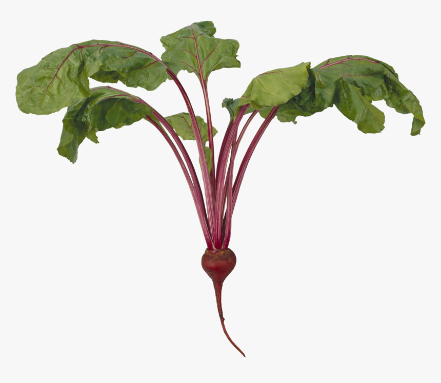 Beet Png Image, Transparent Png, Free Download