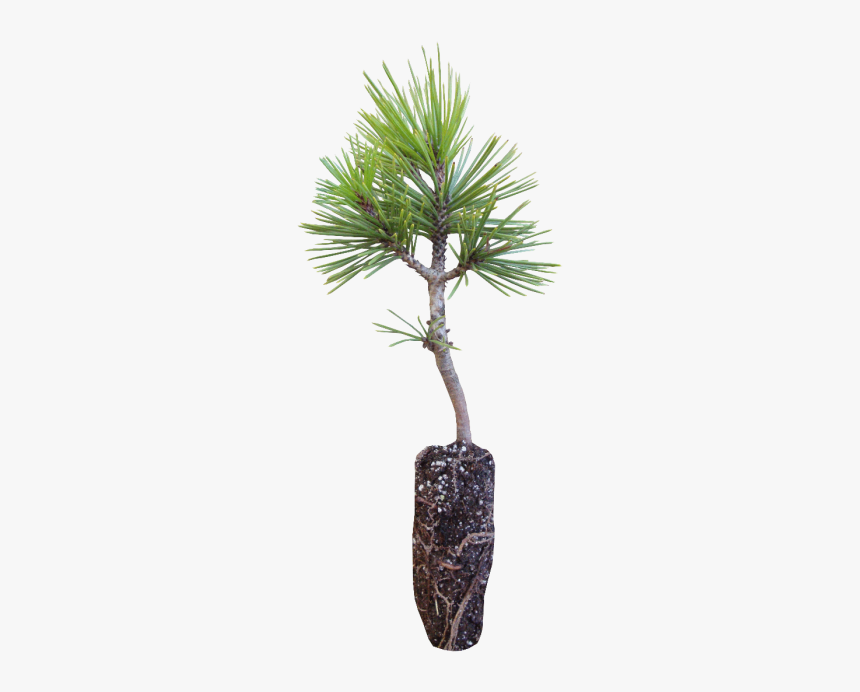 Korean Pine Tree Sapling, HD Png Download, Free Download