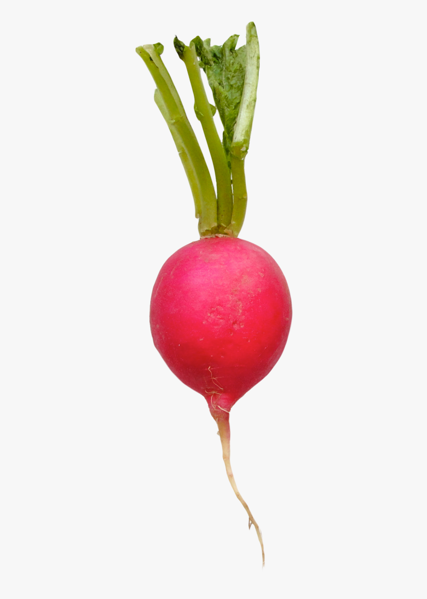 Greens,food,root Stem - Radish Transparent, HD Png Download, Free Download