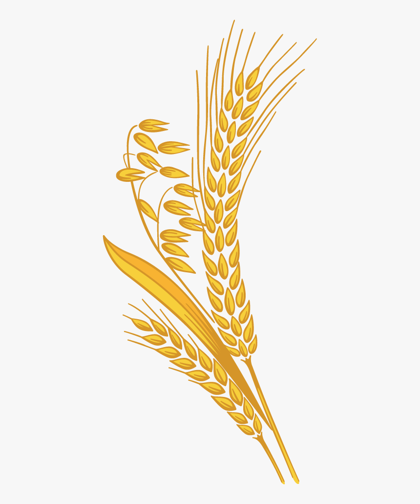 Png Images Free Download - Transparent Wheat Clipart Png, Png Download, Free Download