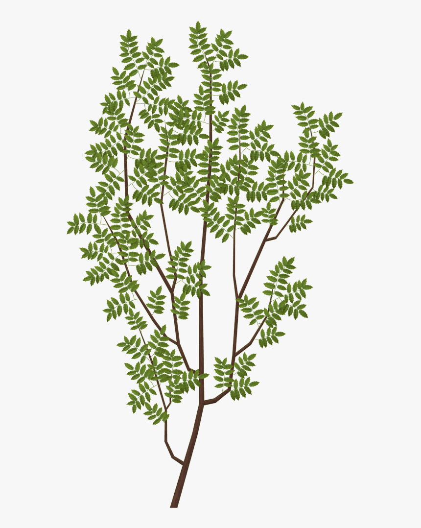 Tree Branch Texture Transparent, HD Png Download, Free Download