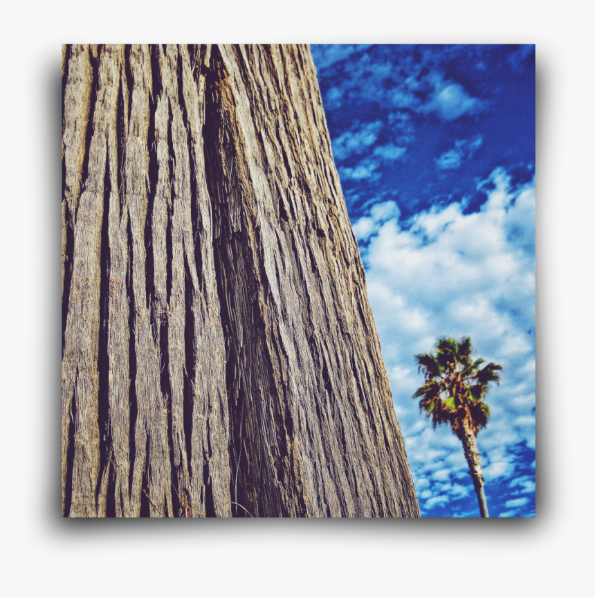 Redwood, HD Png Download, Free Download