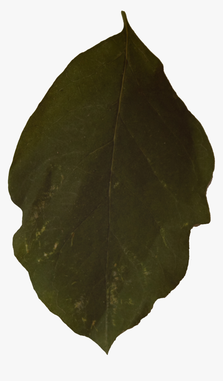 Northern Catalpa, HD Png Download, Free Download