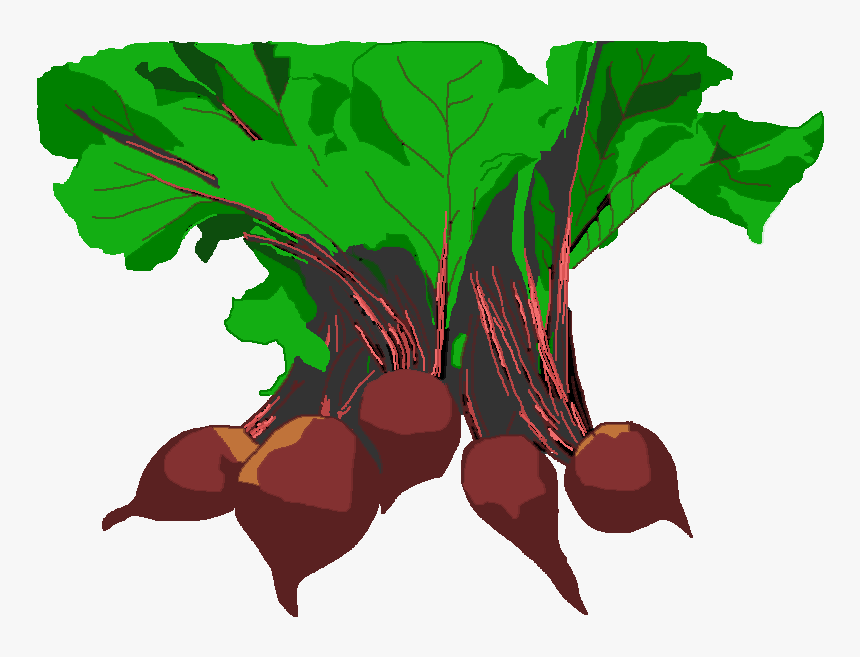 Radish Vector Beetroot - Beet Greens, HD Png Download, Free Download