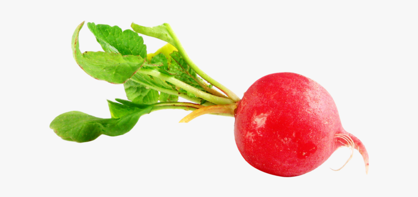 Turnip - Print Out Of Vegetables, HD Png Download, Free Download