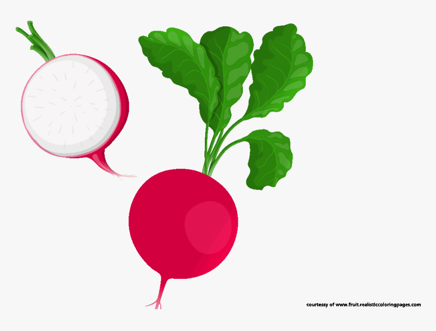 Transparent Radish Png - Radish Clipart, Png Download, Free Download