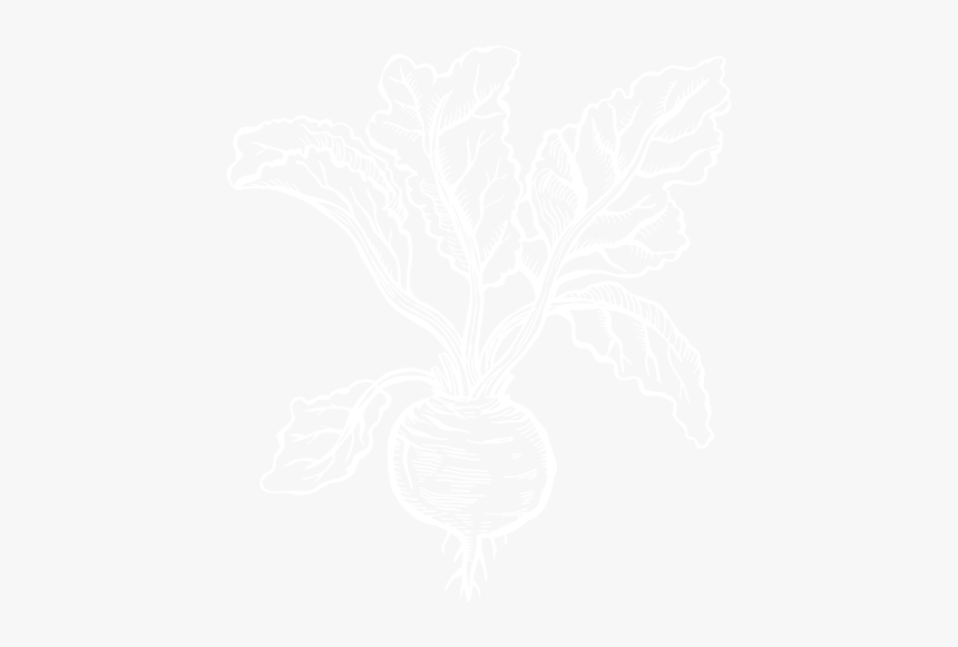 Beetroot - Illustration, HD Png Download, Free Download