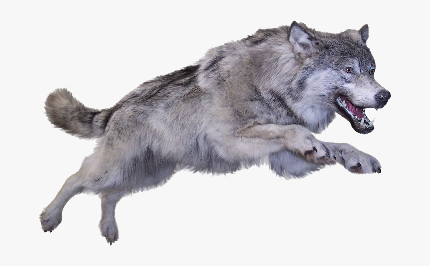 Wolf With No Background, HD Png Download, Free Download