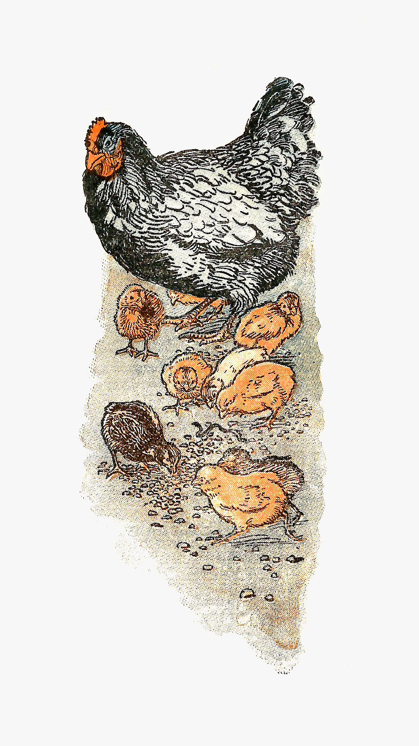 Chicken, HD Png Download, Free Download