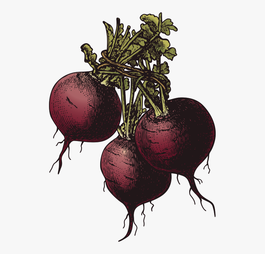 Beet, HD Png Download, Free Download