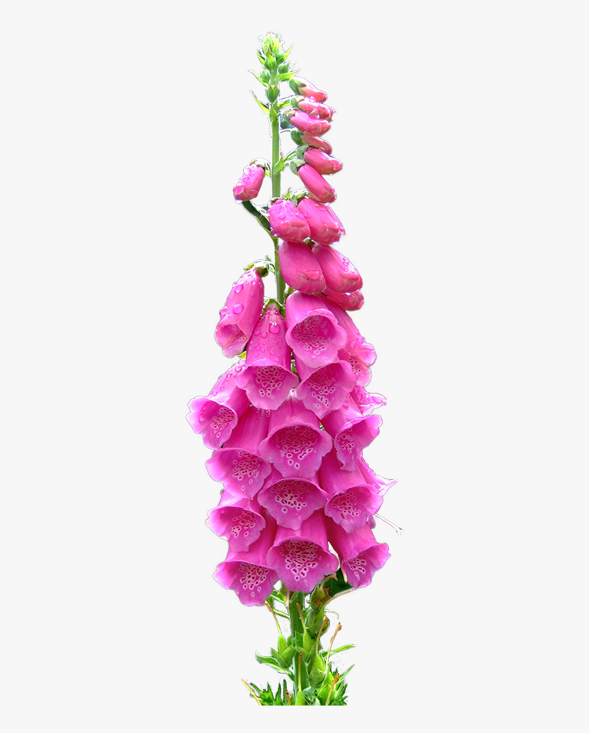 Transparent Foxgloves For Your Blog ^^ - Foxglove Flower Png Transparent, Png Download, Free Download