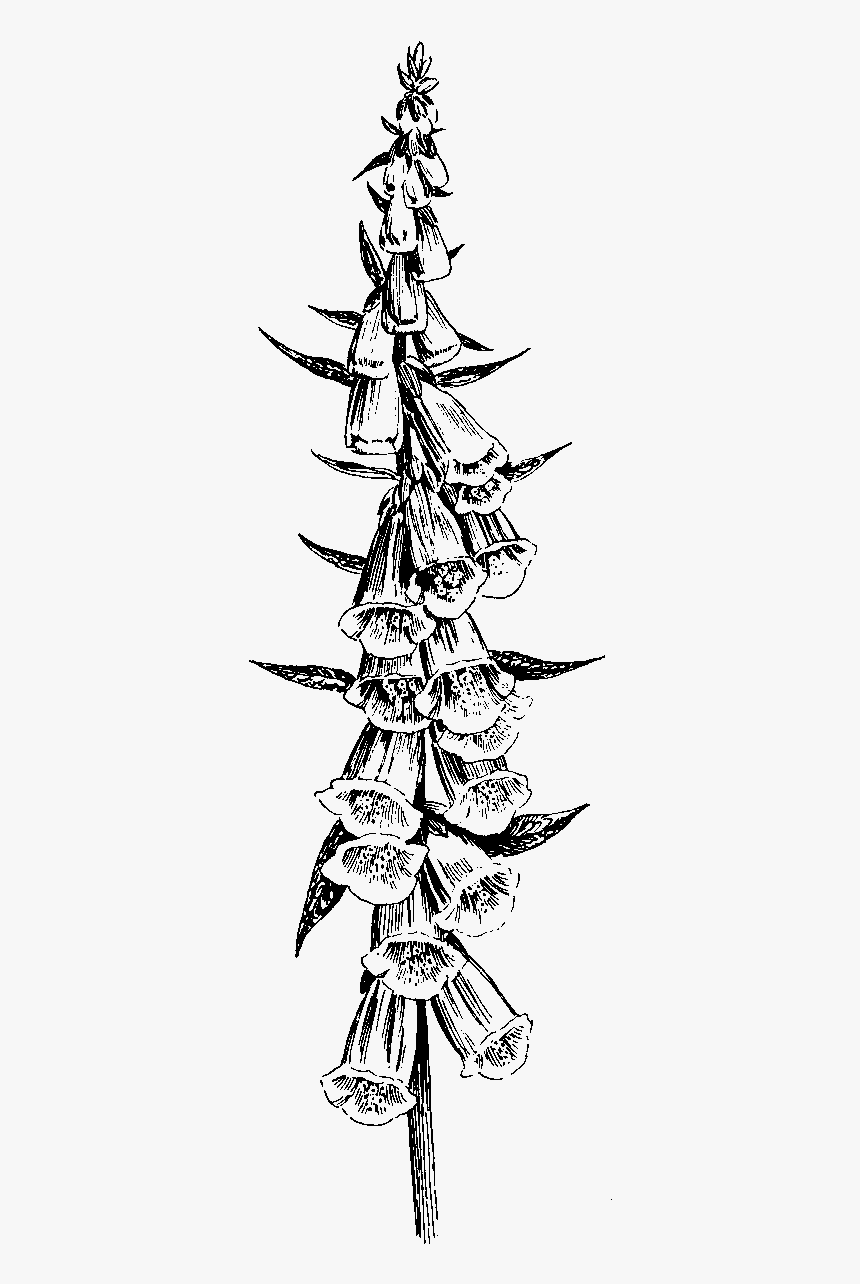 Foxglove Thigh Bouquet Tattoo Image Reference Bouquet - Black And White Foxglove Drawing, HD Png Download, Free Download