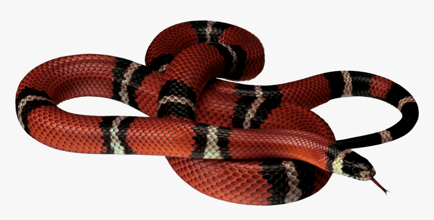 Red White Black Snake Png Image, Transparent Png, Free Download