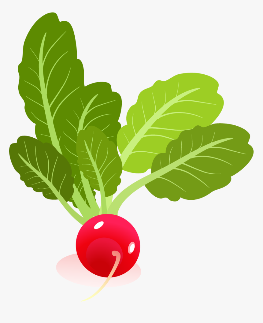 Vector Png Radish, Transparent Png, Free Download