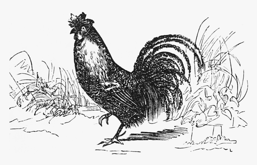 Coq - Rooster, HD Png Download, Free Download