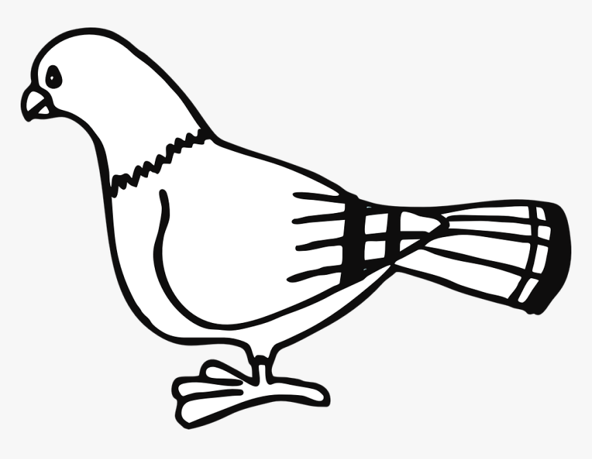 Paloma, Ave, Animales, Ciudad, Rayas, De Pie - Pigeon Clip Art Black And White, HD Png Download, Free Download