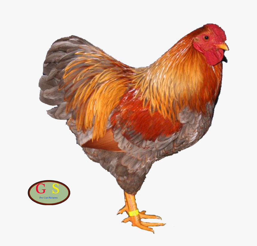 Rooster, HD Png Download, Free Download