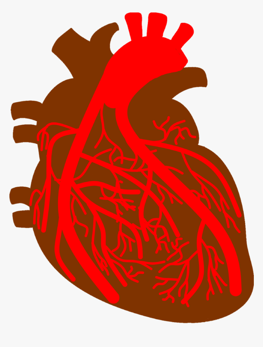 Anatomy Of The Heart Clipart - Corazon Arterias Png, Transparent Png, Free Download