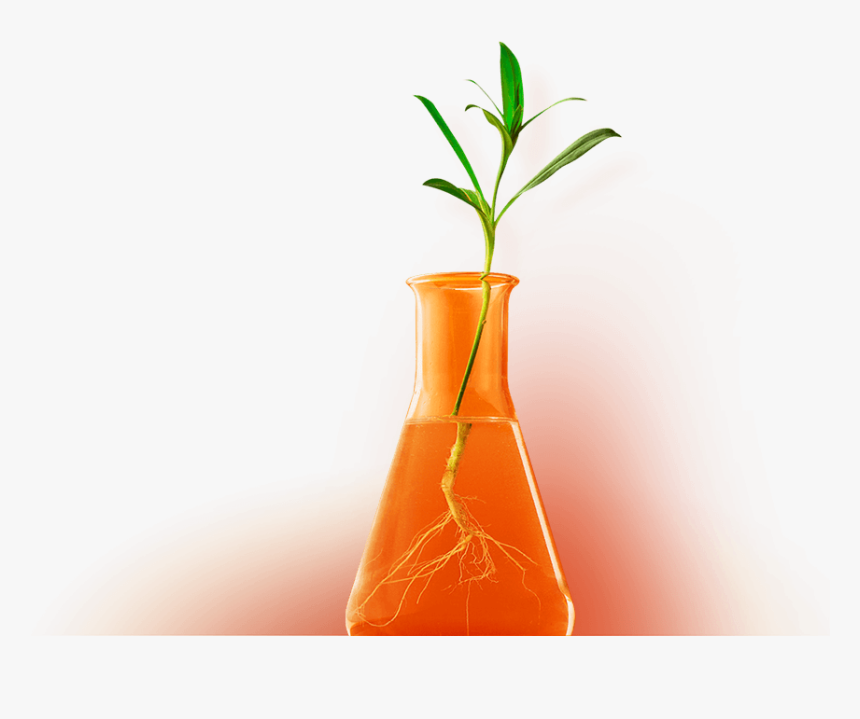 Plant In A Test Tube To Represent Growth Through Marketing - Vase, HD Png Download, Free Download