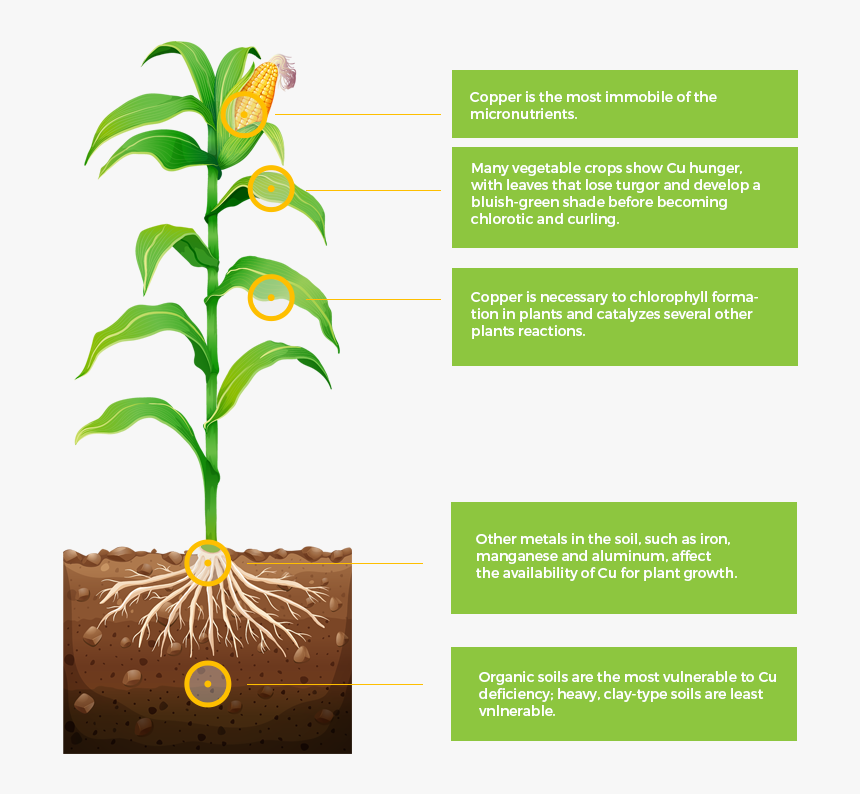 Corn Roots Drawing, HD Png Download, Free Download