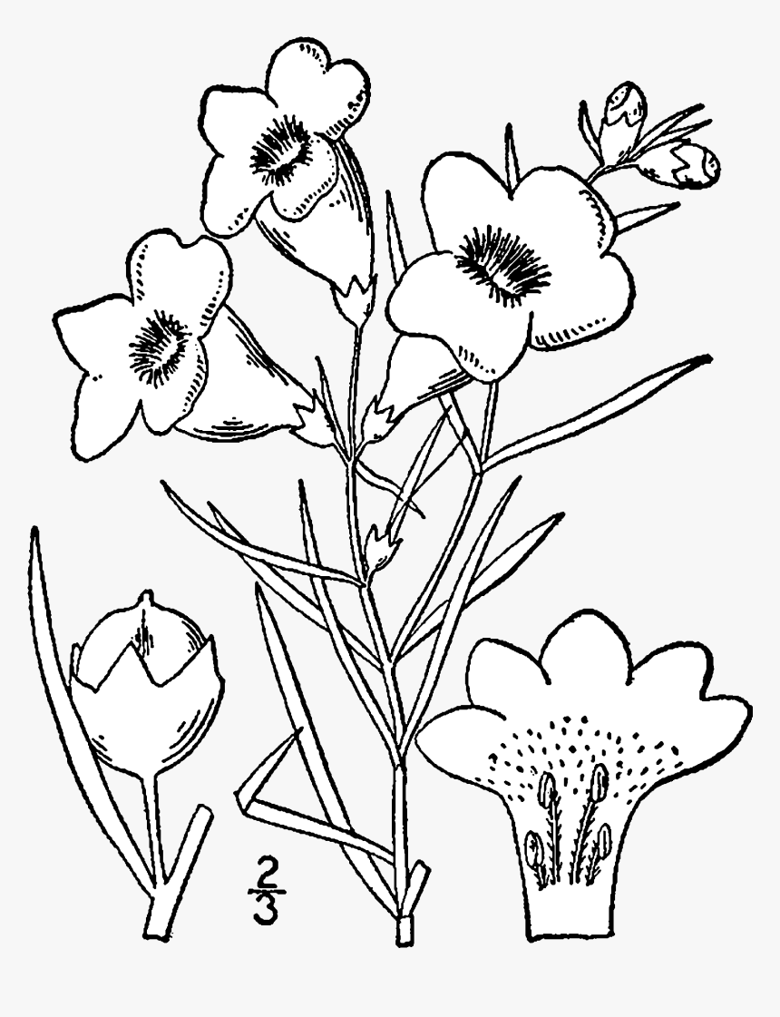 Draw New Mexico State Flower, HD Png Download, Free Download